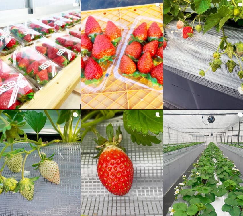 えびす苺園　Instagram