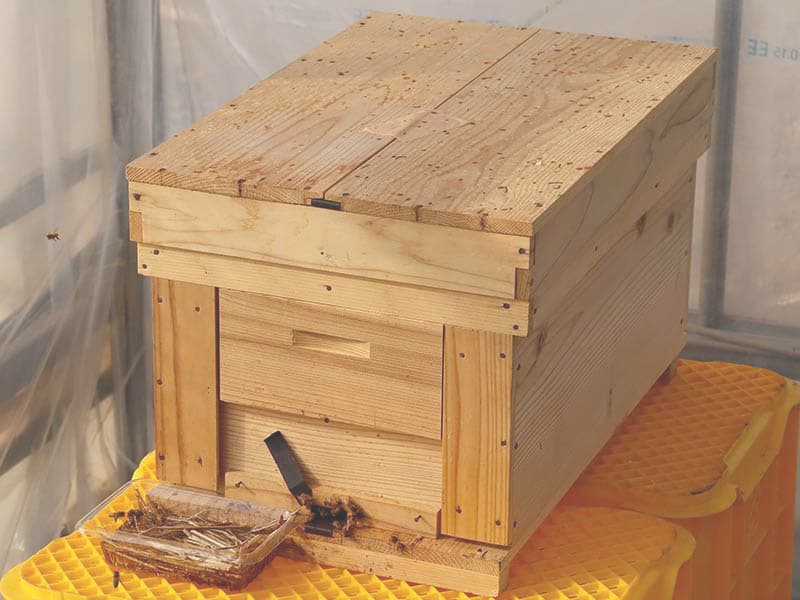 花が咲き始めました