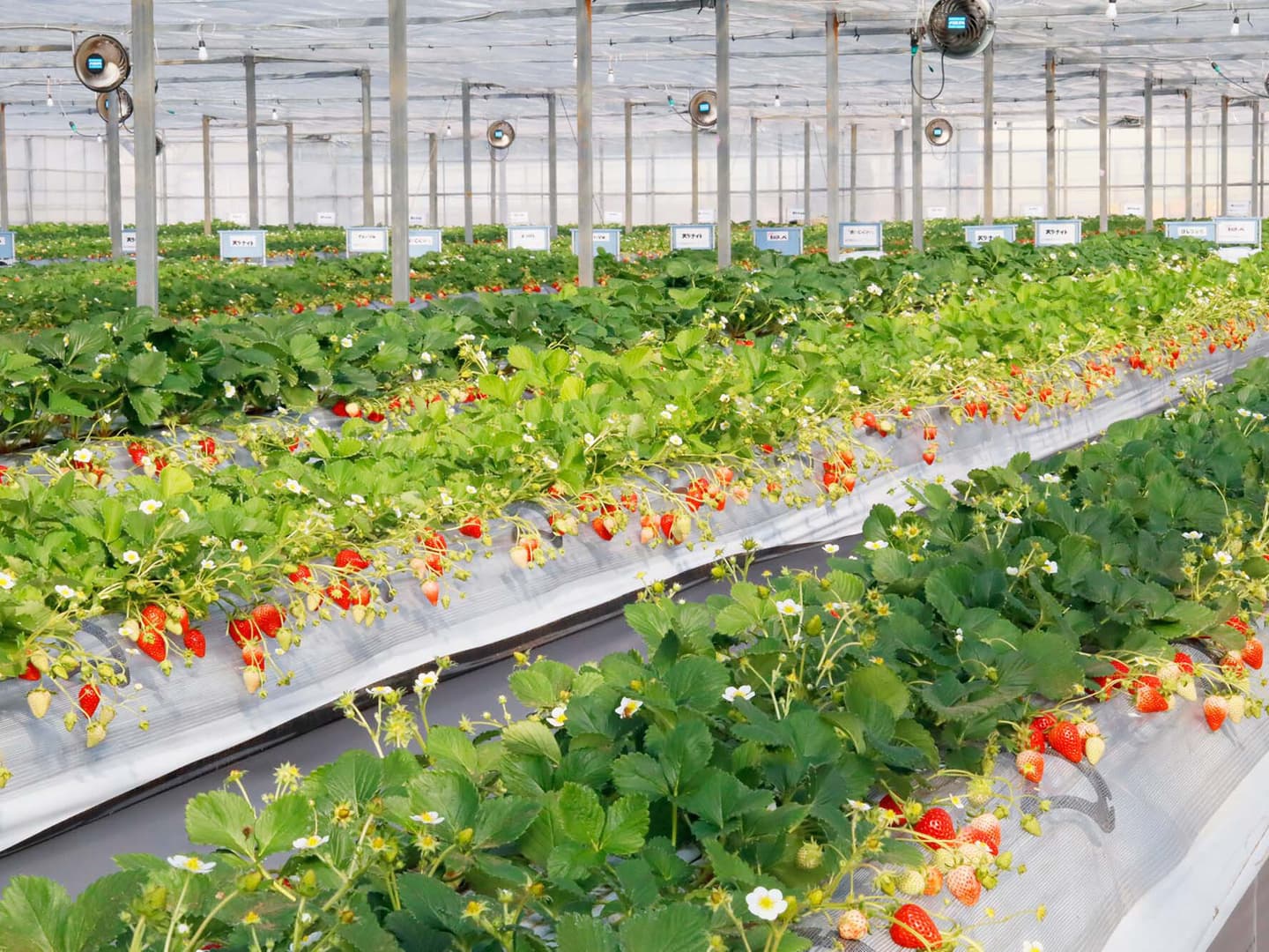 花が咲き始めました