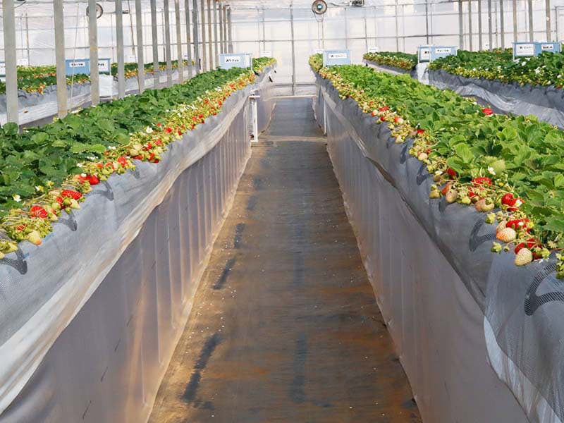 花が咲き始めました