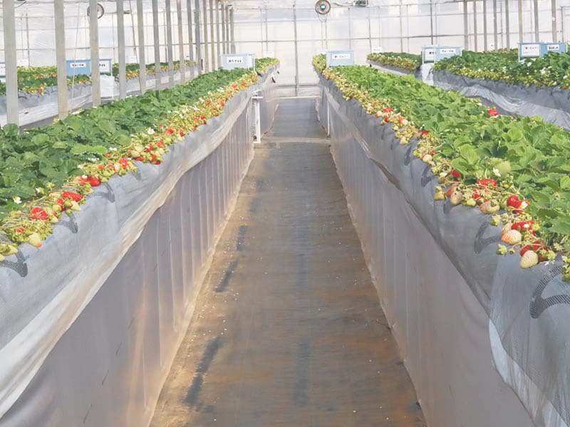 花が咲き始めました