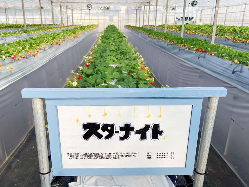 花が咲き始めました